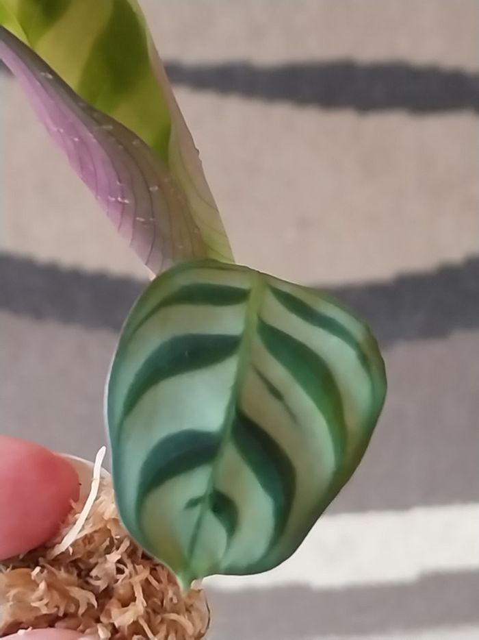 Ctenanthe - photo numéro 3