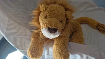 Lion jellycat