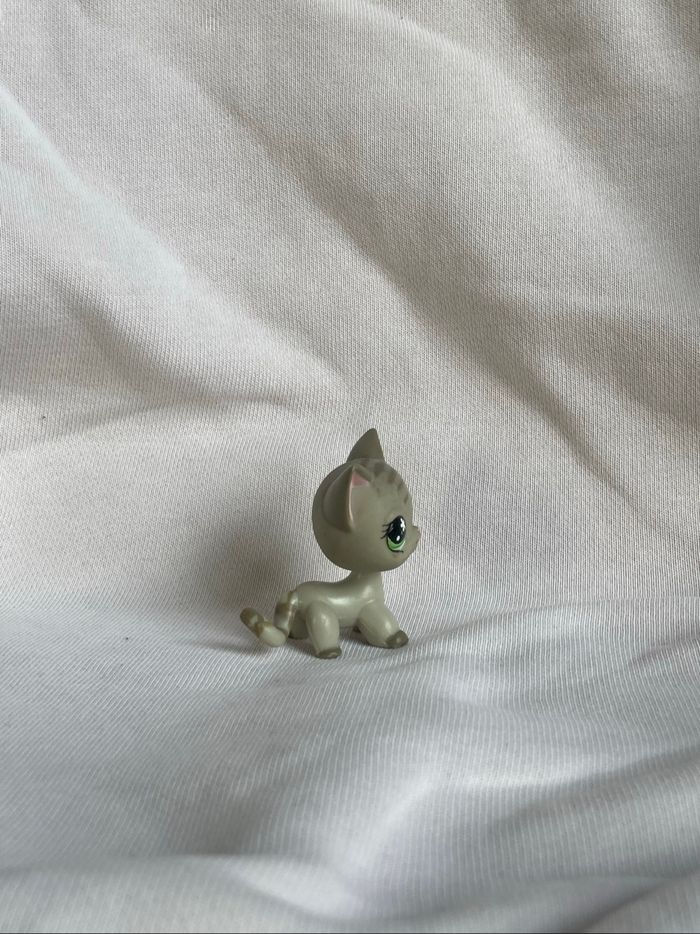 lps chat européen - photo numéro 2
