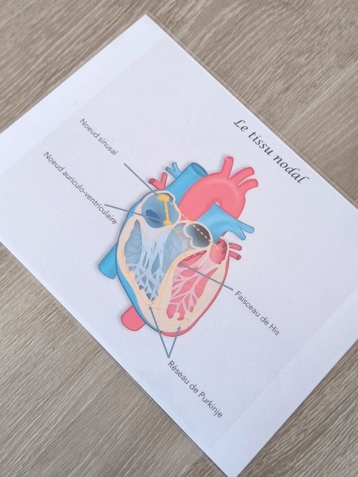 Kit anatomie du coeur - photo numéro 10