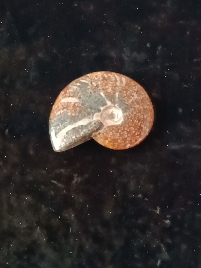 Ammonite polie - photo numéro 2