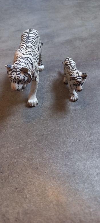 Tigre blanc et son petit papo