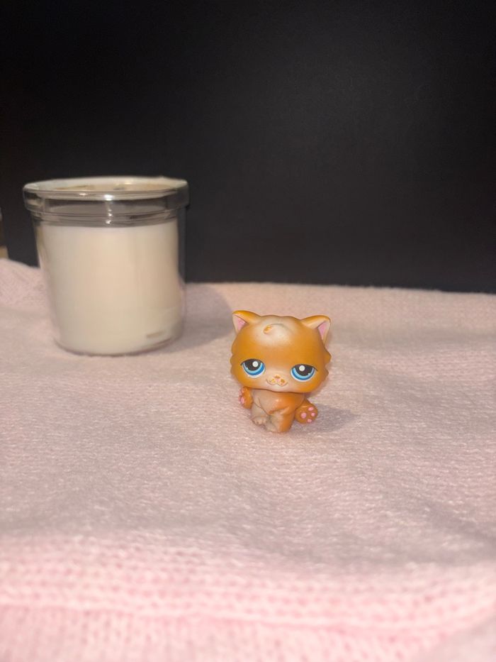 chat persan #153 - photo numéro 2