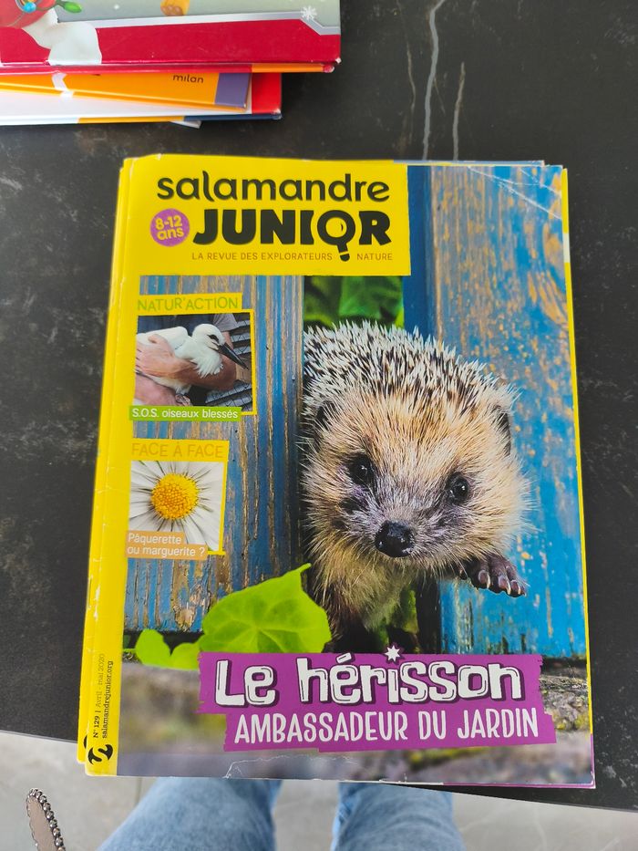 Salamandre junior - photo numéro 4