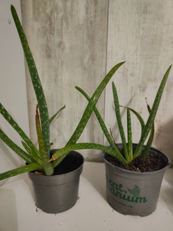 Plant d aloe vera