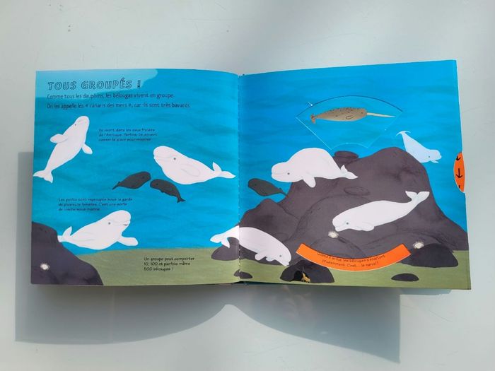 Livres animé à tirettes Kididoc : D'où ça vient ? Dauphins et Baleines et Les Dinosaures - photo numéro 4