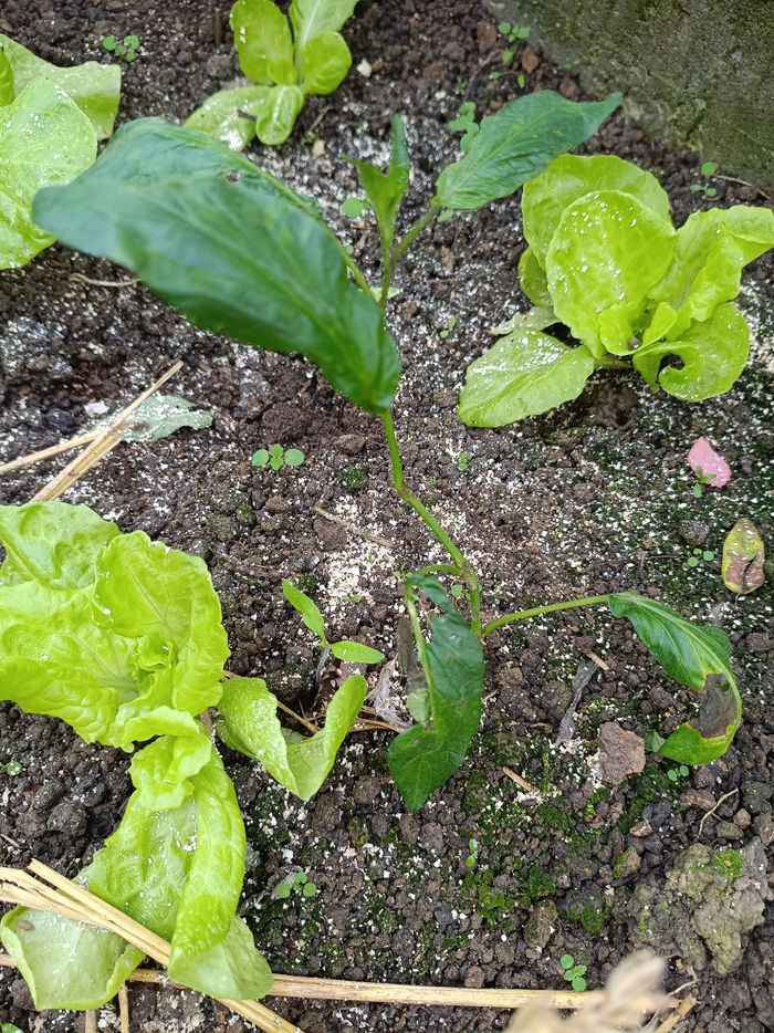 Pied de poire melon - photo numéro 2