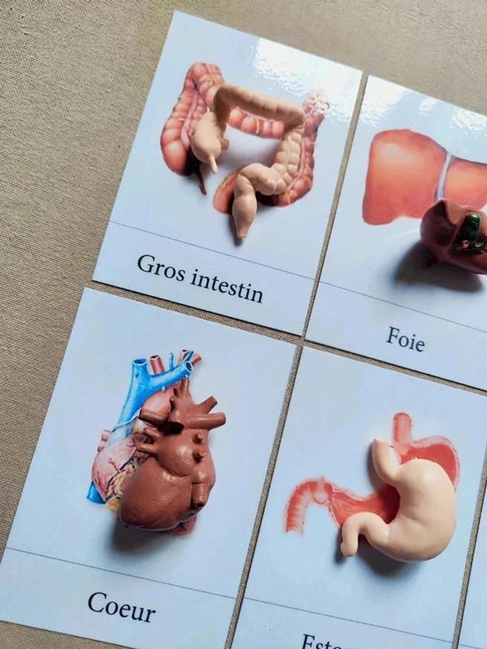 Cartes de nomenclature des organes du corps humain + figurines - photo numéro 3