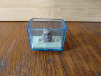 Lego Cochon d'Inde