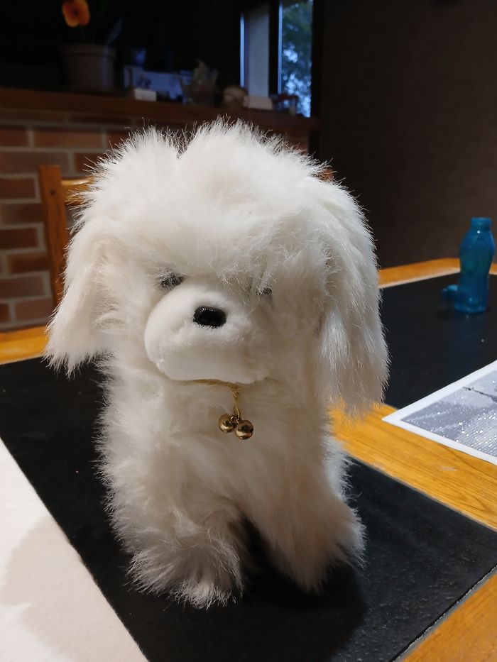 Chien