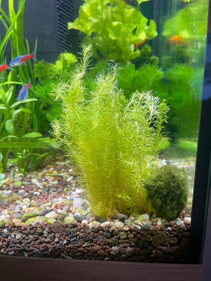 Boutures plante d’aquarium - photo numéro 4