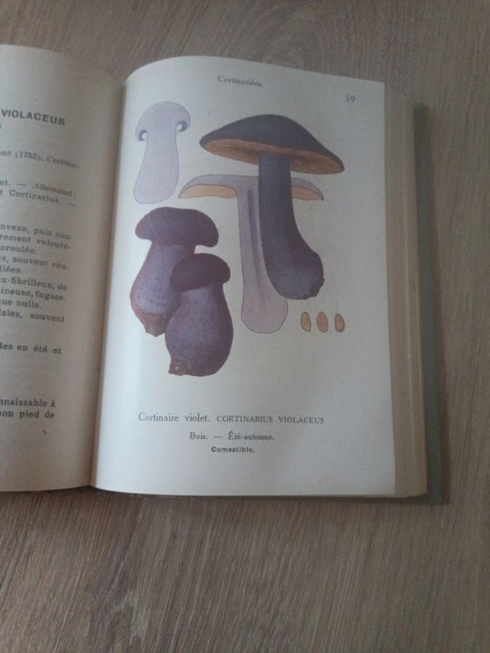 Les champignons de France - photo numéro 10