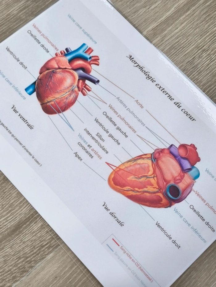 Fiche A4 de la morphologie externe du coeur - photo numéro 2