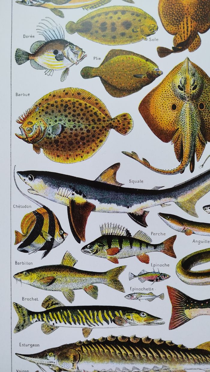 Affiche naturaliste sur les poissons, d'après une lithographie de 1928 - photo numéro 4
