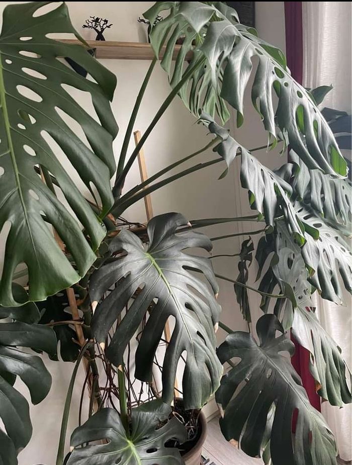 Monstera - photo numéro 3