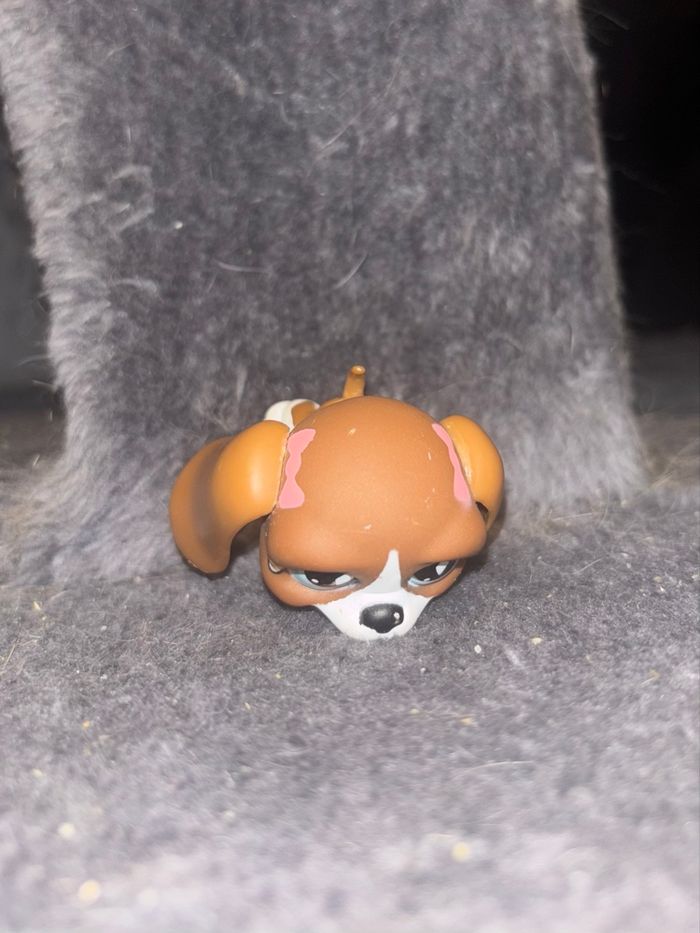 basset hound #502 - photo numéro 2