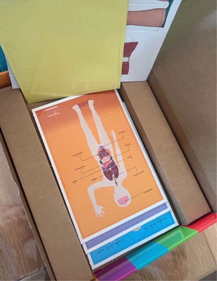 Jeu montessori le corp humain - photo numéro 2