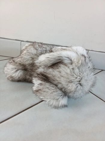 Peluche