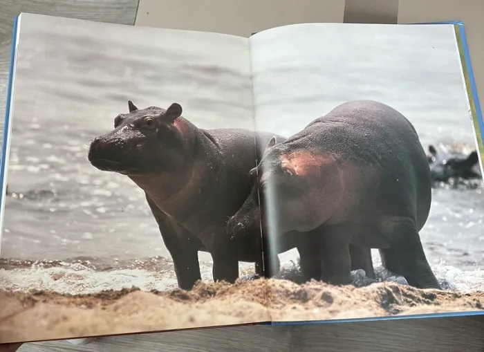 Livre les bébés animaux - photo numéro 8