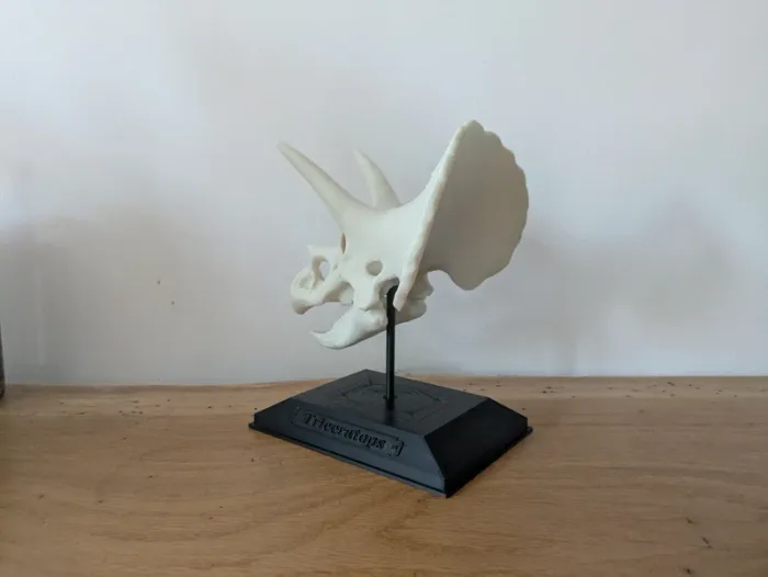 Crâne de triceratops sur socle - photo numéro 9