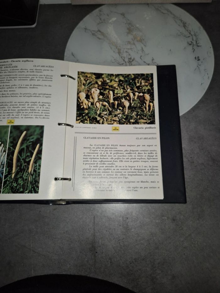 atlas des champignons - photo numéro 3