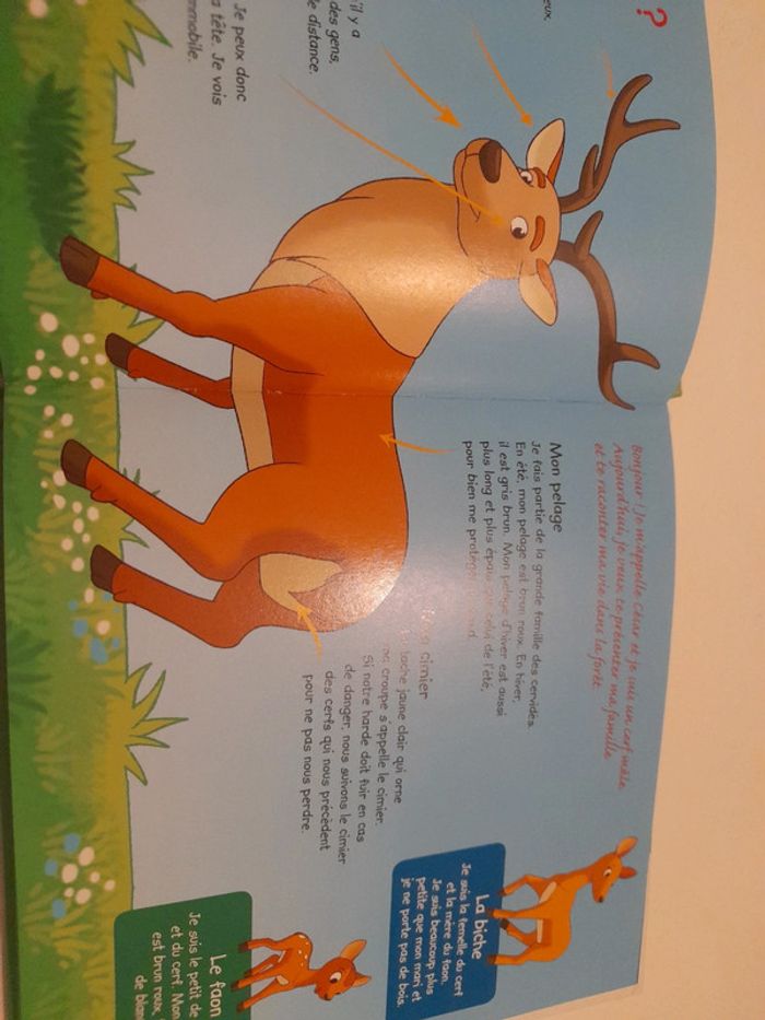 Le cerf - photo numéro 3