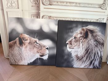 Toiles imprimées lion et lionne 