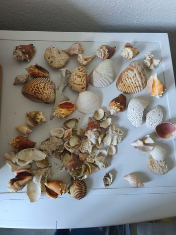 Lot de coquillages 