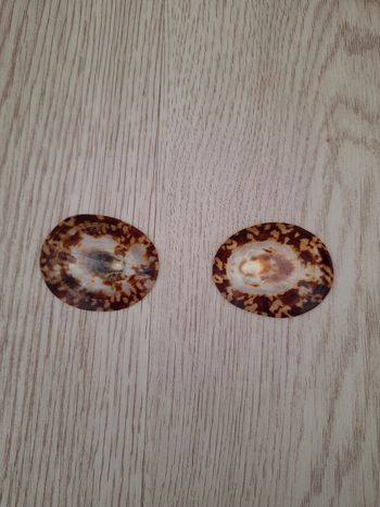 Coquillage allaitement