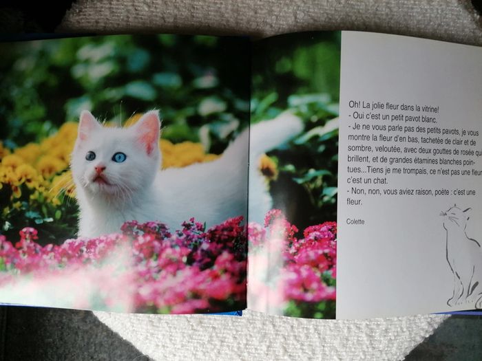 Livre neuf sur les chatons, magnifiques photos - photo numéro 4