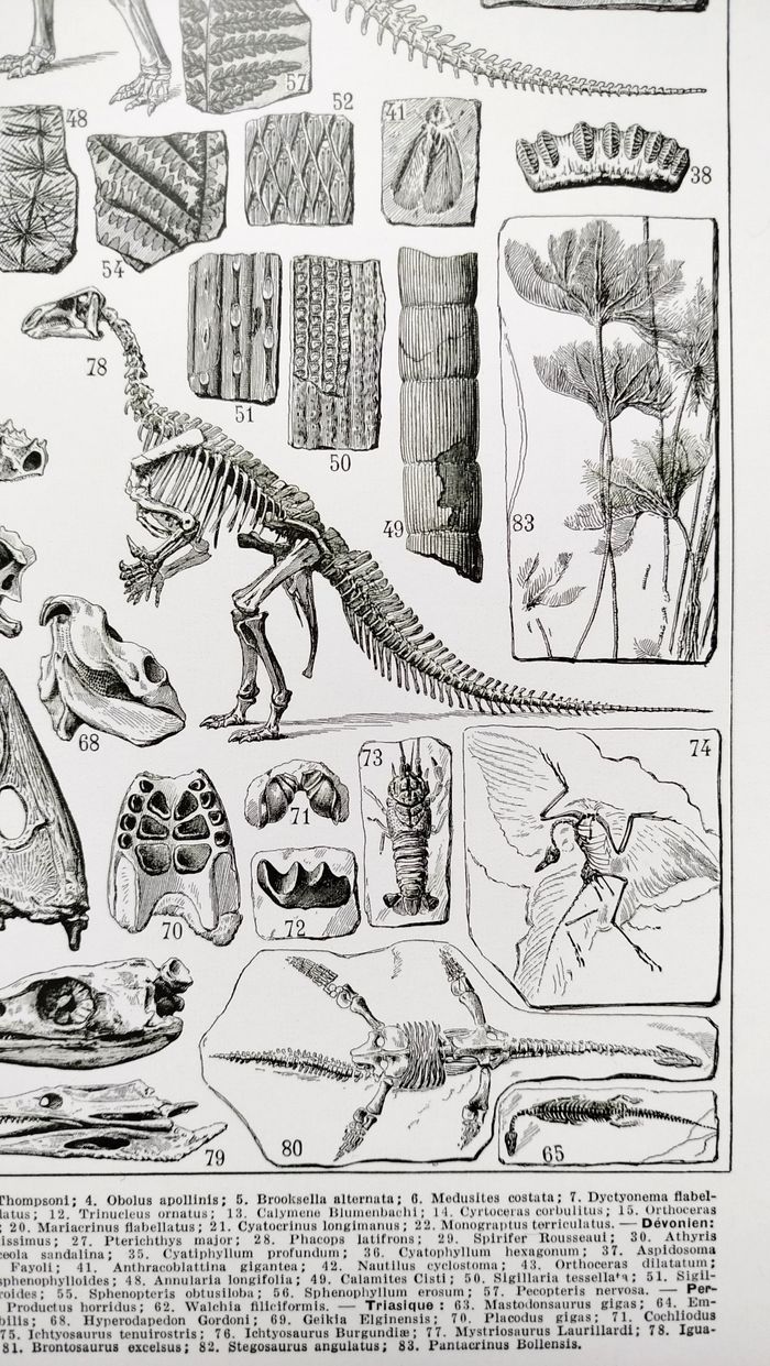 Affiche sur les dinosaures, d'après une lithographie de 1928 - photo numéro 5