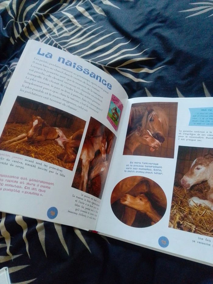 Les poneys - photo numéro 4