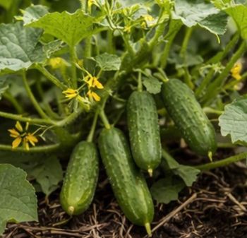 35 graines cornichon + 31 variétés disponible 