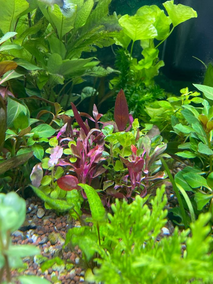 Boutures plante d’aquarium - photo numéro 6