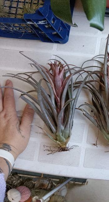 Tilandsia