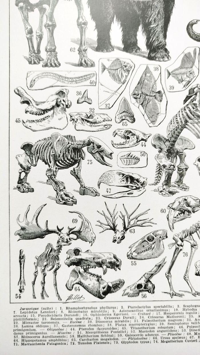 🦣 Affiche sur la paléontologie "mamouth", d'après une lithographie de 1928 - photo numéro 4