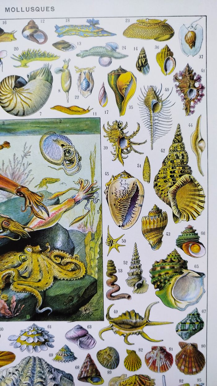 🐚 Affiche sur les coquillages et mollusques, d'après une lithographie de 1928 - photo numéro 3