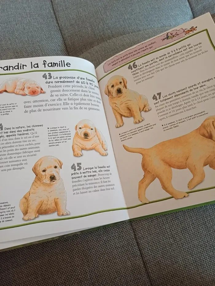Livre les chiens, 100 infos à connaître - photo numéro 5