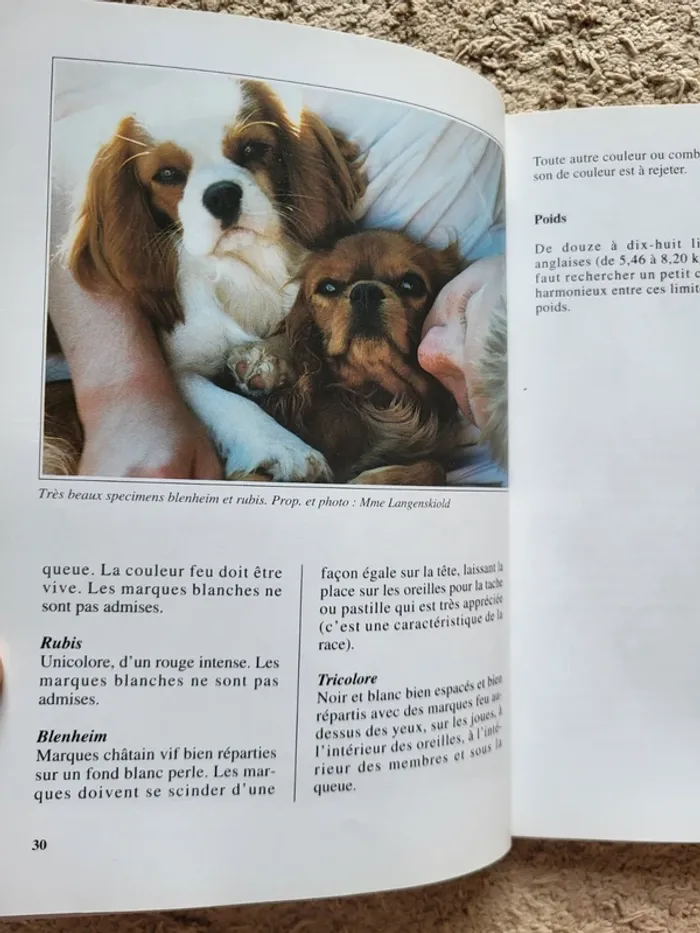 Livre chiens de race "Le cavalier King Charles" de Christian Limouzy - photo numéro 7