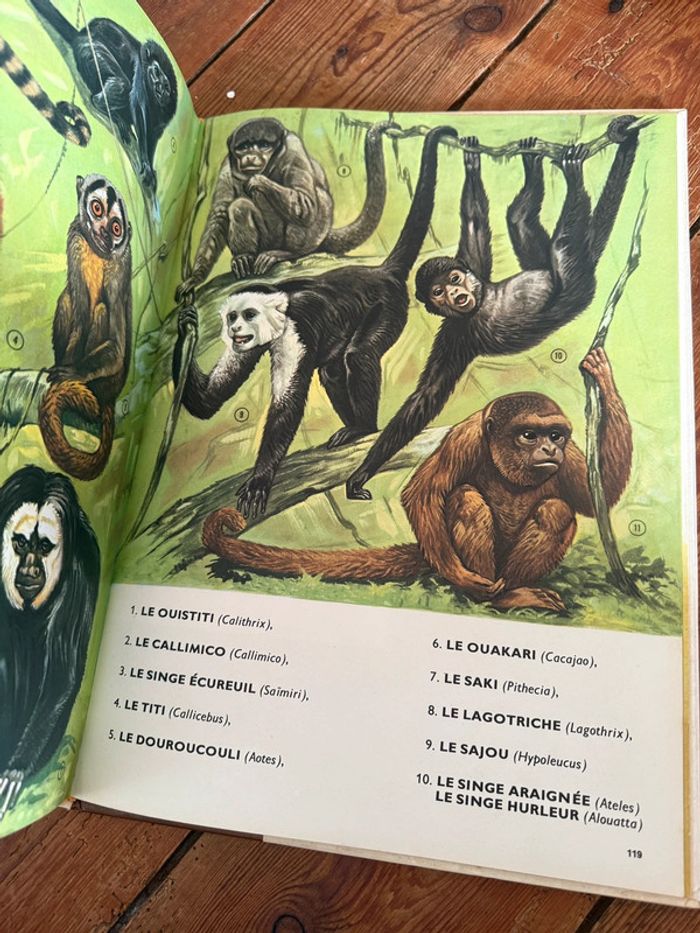 Lito Roby Grand livre illustrations Robert Dallet ancien vintage Faune du nouveau monde d’Amerique - photo numéro 11