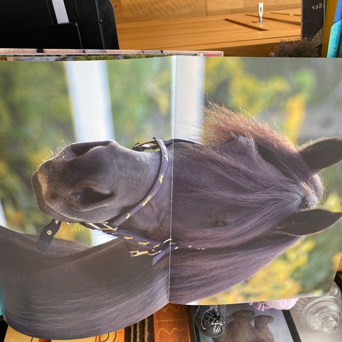 Mes histoires de chevaux du monde - photo numéro 4