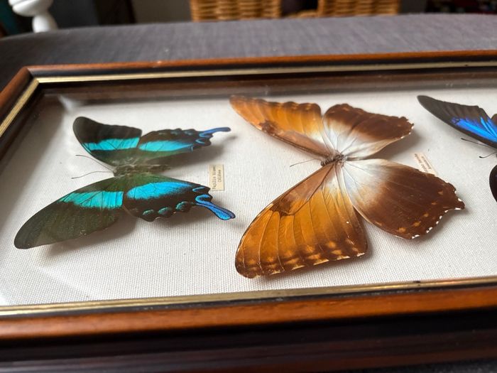 Encadrement papillons sous verre - vintage - très bon état - photo numéro 4