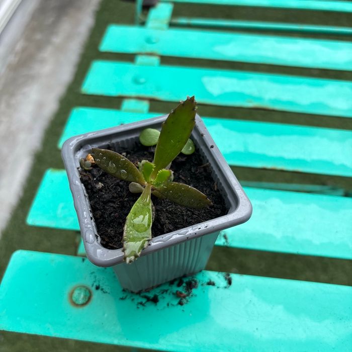 Superbe bouture Kalanchoe daigremontiana, plantes-mères ou Mère de milliers.