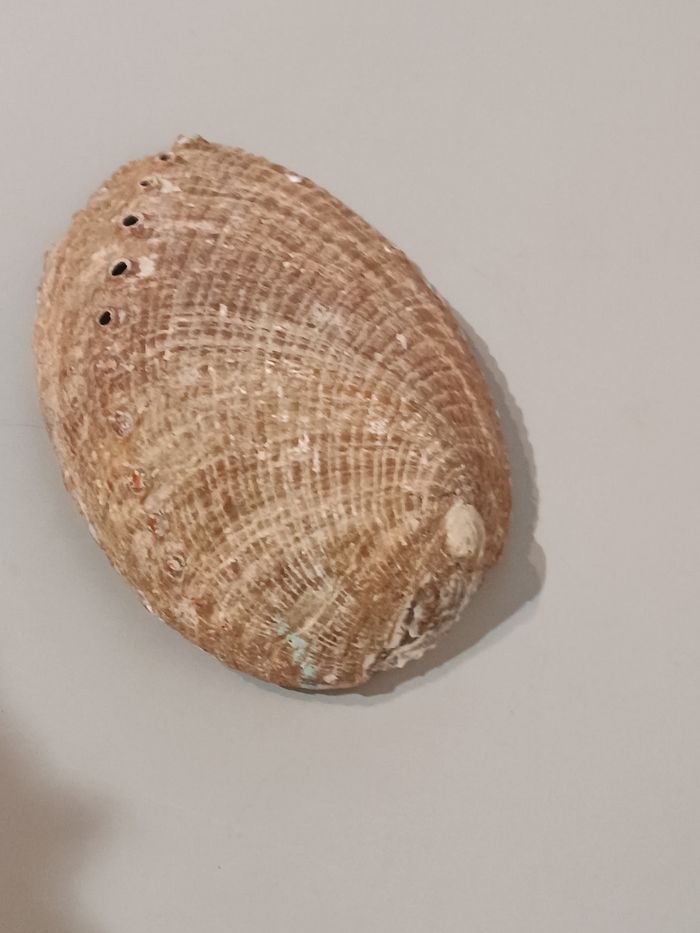 Ormeau - photo numéro 5