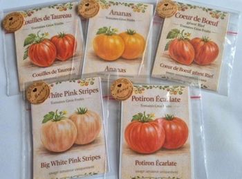 🍅 Collection tomates gros fruits – variétés anciennes 