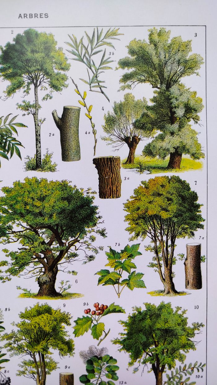 Affiche sur les arbres "tilleul", d'après une lithographie de 1928 - photo numéro 3