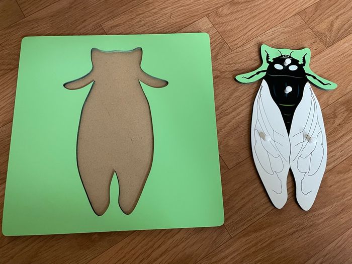 Puzzle Zoologie Montessori: la cigale - photo numéro 4