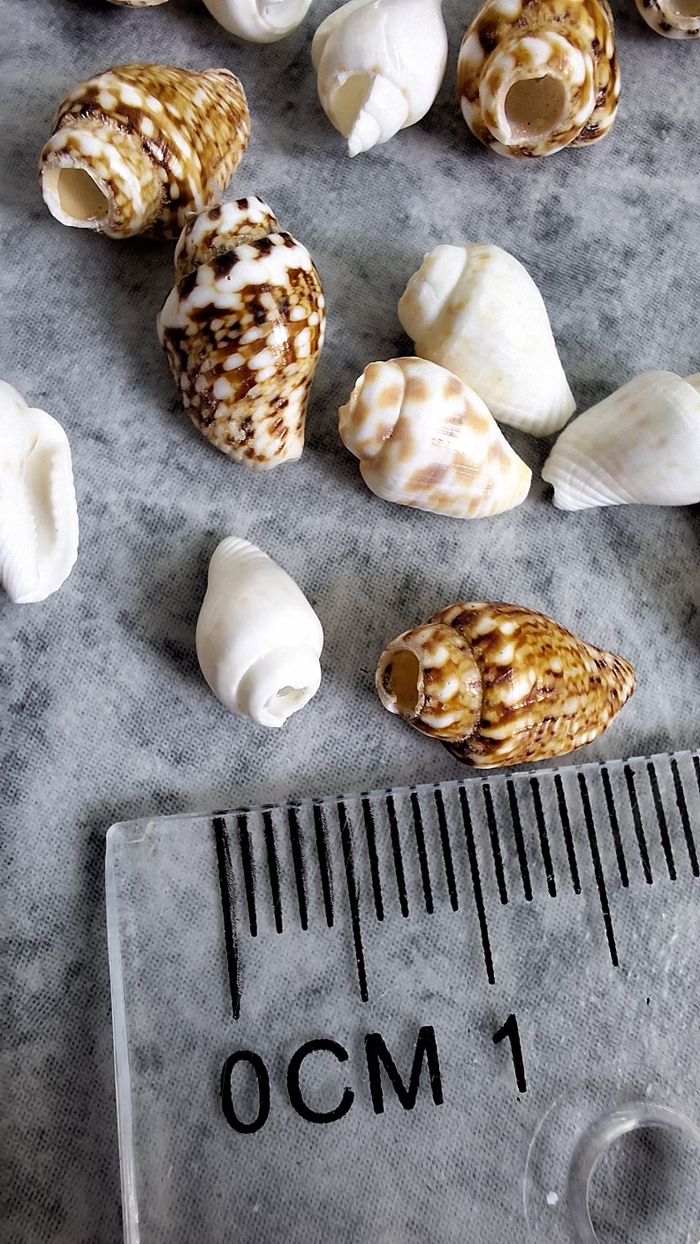 Perles coquillages - photo numéro 2