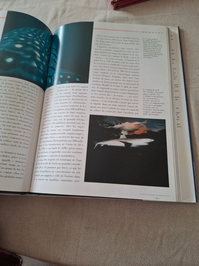 Livre requins innocents sauvages - photo numéro 6