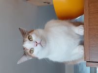 profil